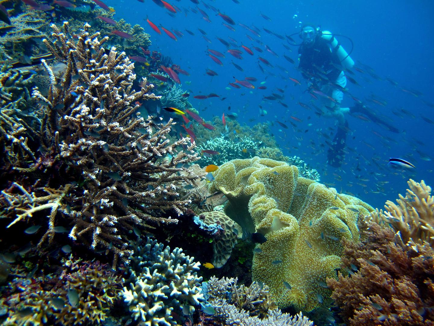 What Is Coral, And Why Are Coral Reefs Important? | Ocean Science